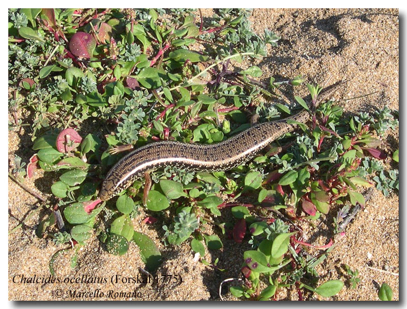 Chalcides ocellatus fresco di giornata